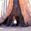 Kings canyon et Sequoia 21
